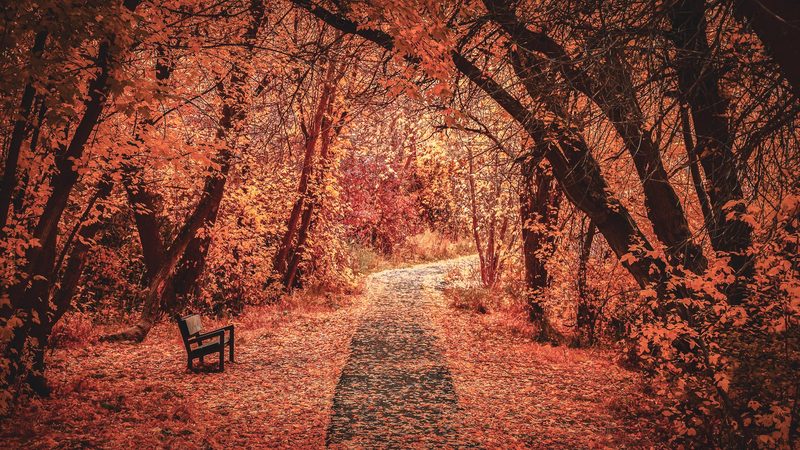A pathway winding through crimson autumn trees, each step under a canopy of red leaves.