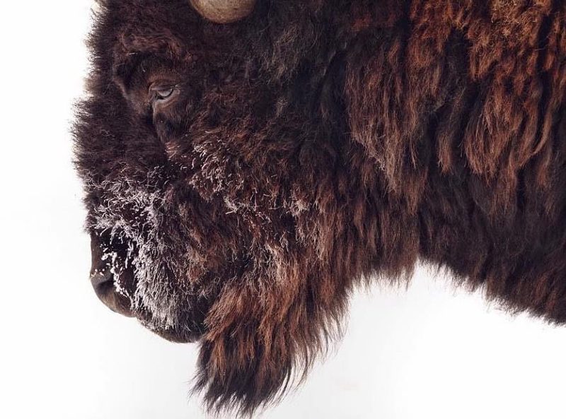 A bison moving through silent winter snow, its breath a cloud in the frozen air.